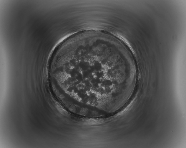 X0000085780779200703301424