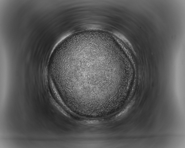 X0000085780798200703301424