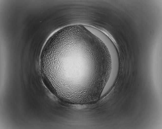 X0000085780996200703301421