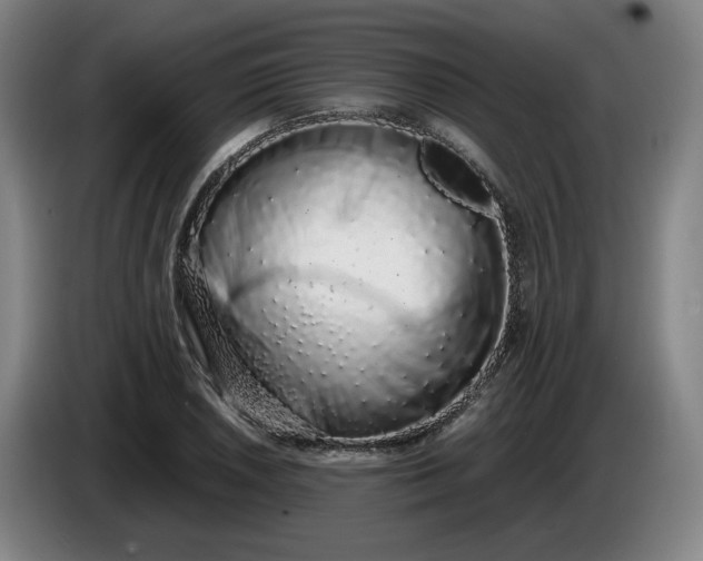 X0000085781026200703301421