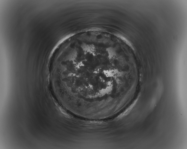 X0000085781117200703301419