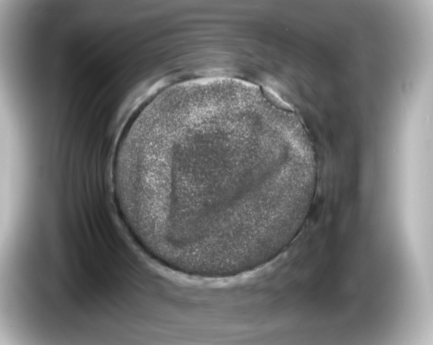 X0000085780002200704091420