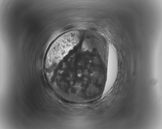 X0000085780099200704091419