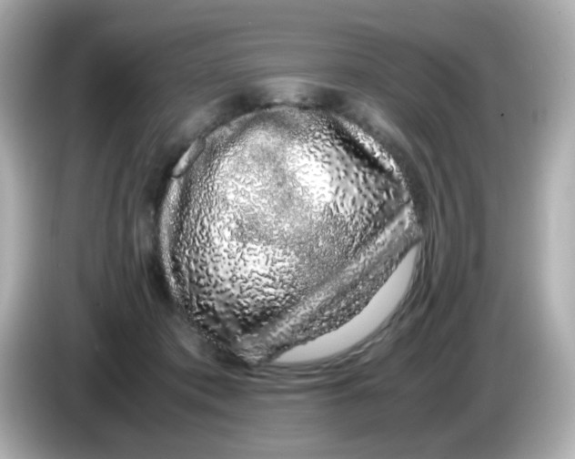 X0000085780413200704091415