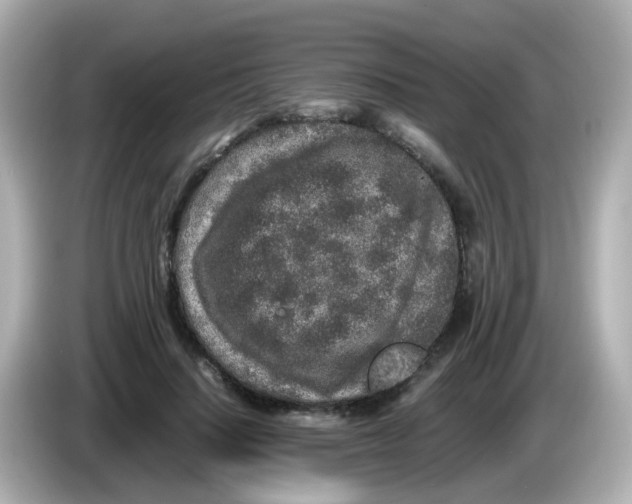 X0000085780644200704091412