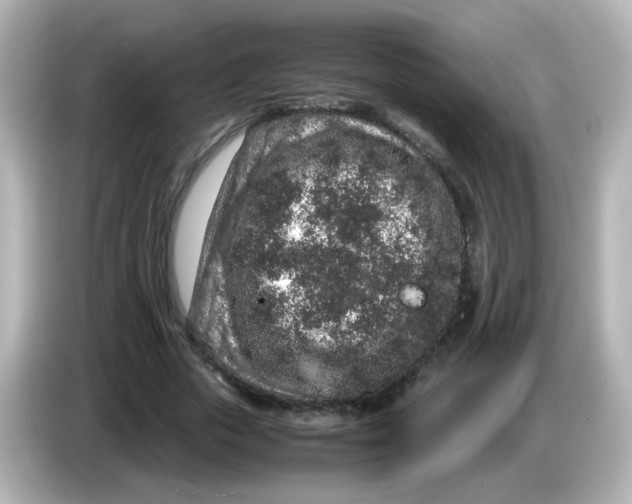 X0000085780729200704091411