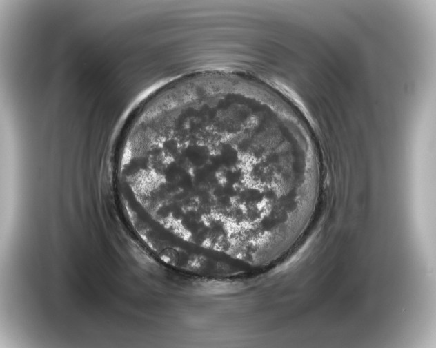 X0000085780779200704091411