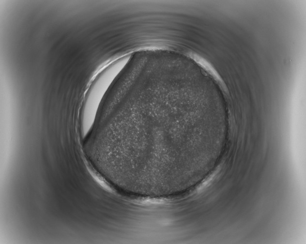 X0000085780842200704091410