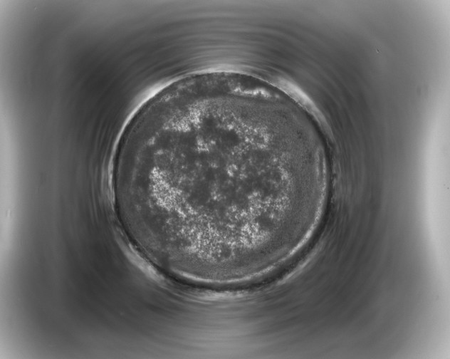 X0000085780892200704091410