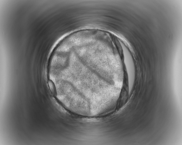 X0000085780896200704091409