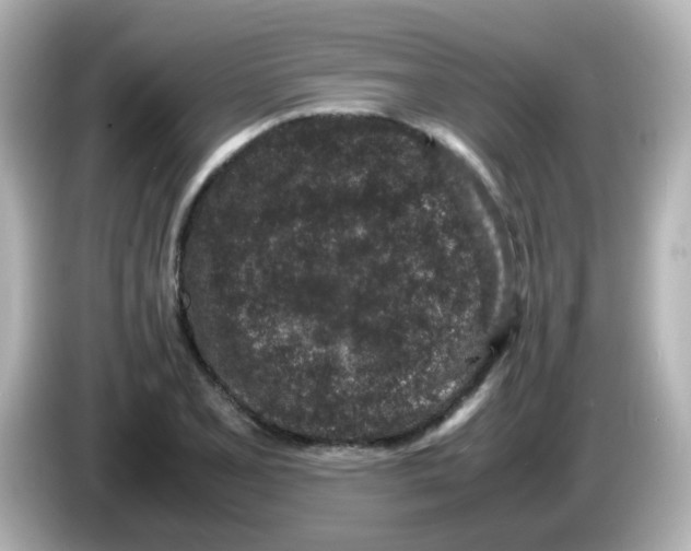 X0000085781077200704091407