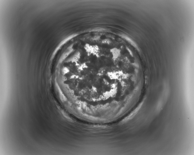 X0000085781117200704091407