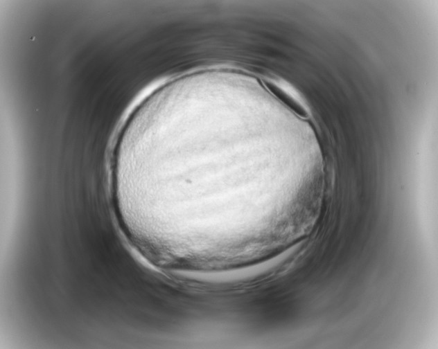 X0000085781151200704091407