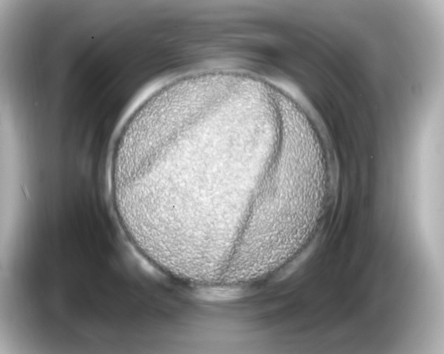 X0000085781294200704091405