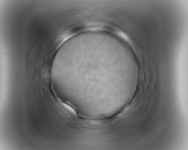 X0000085781361200704091404