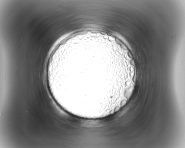 X0000085781387200704091404