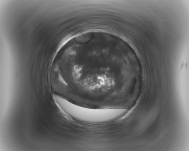 X0000085781529200704091402