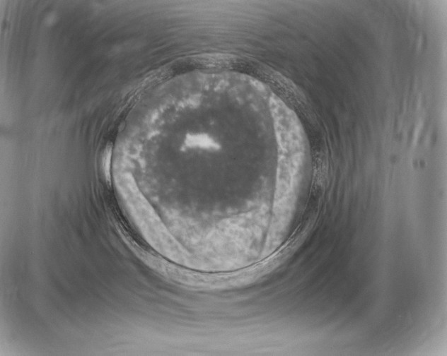 X0000085780047200704131840