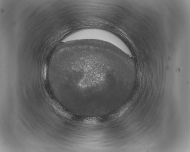 X0000085780076200704131840