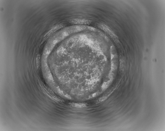 X0000085780165200704131838