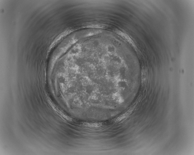 X0000085780349200704131835