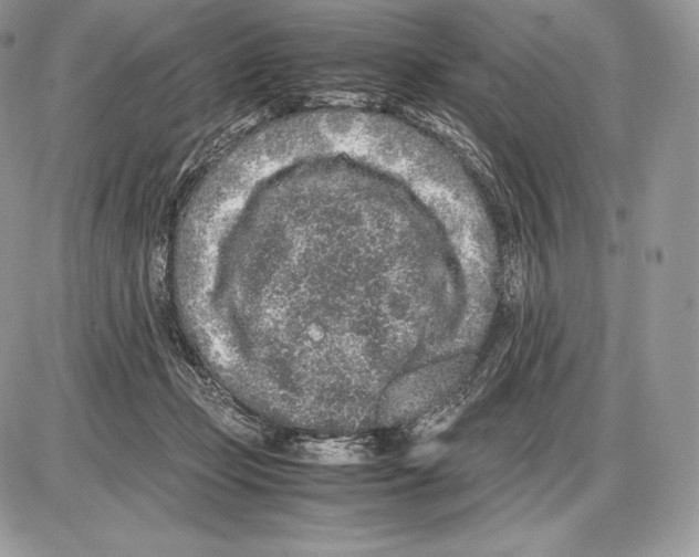 X0000085780365200704131835