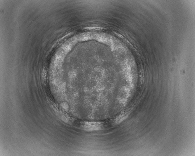 X0000085780371200704131835