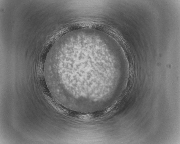 X0000085780411200704131834