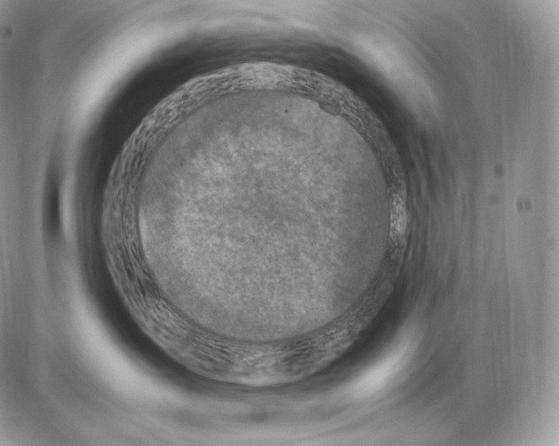 X0000085780431200704131834