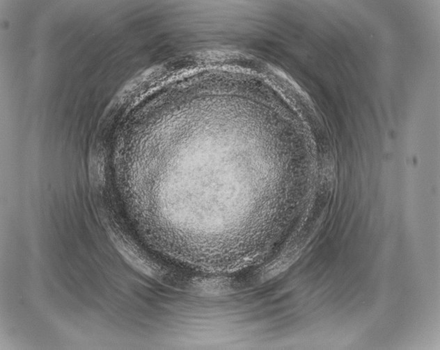 X0000085780452200704131833