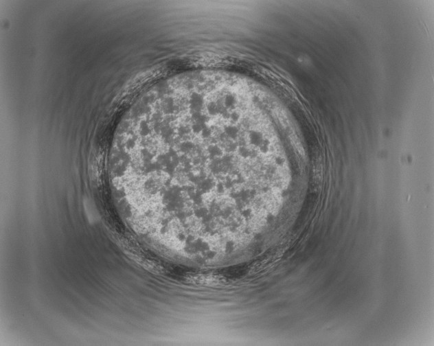 X0000085780503200704131832