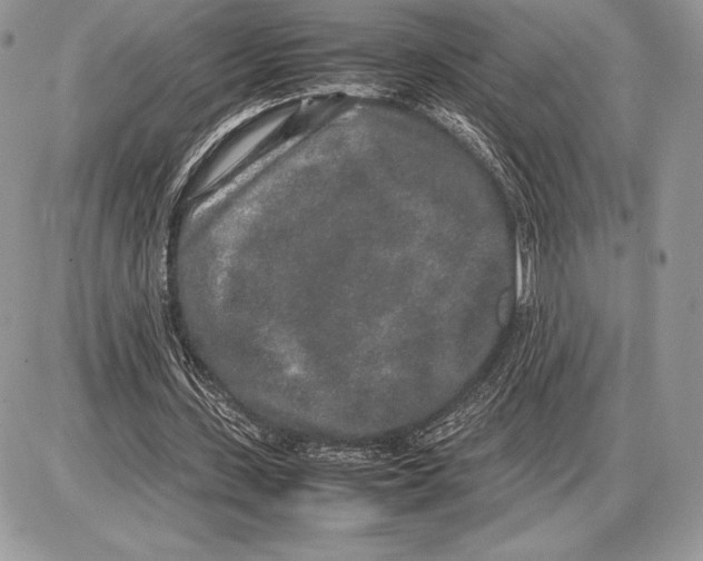 X0000085780531200704131831