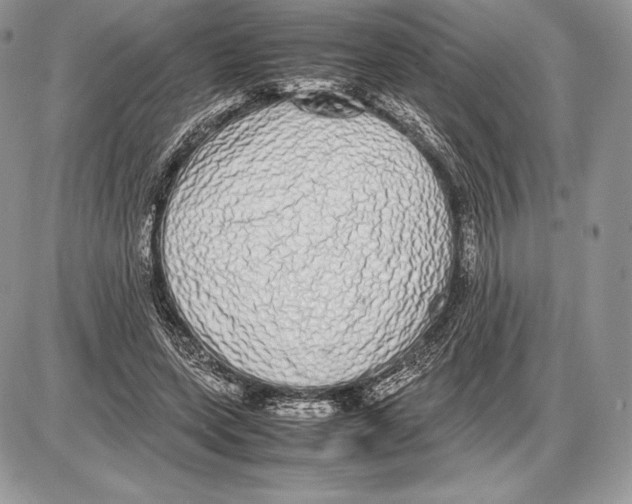 X0000085780543200704131831