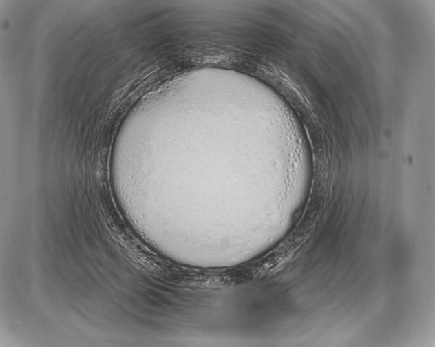 X0000085780545200704131831