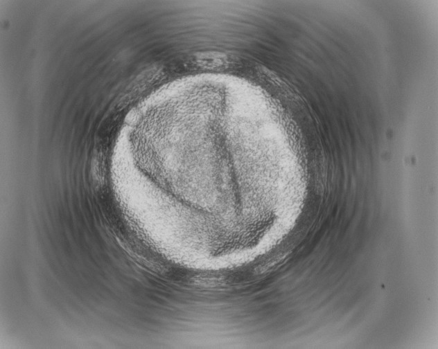 X0000085780606200704131831