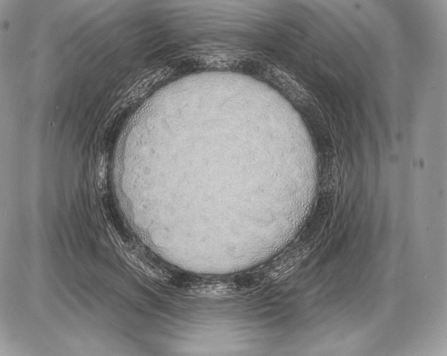 X0000085780646200704131830