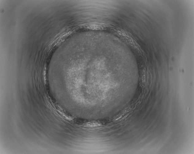 X0000085780696200704131829