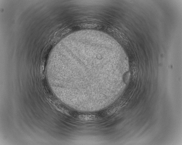 X0000085780745200704131828