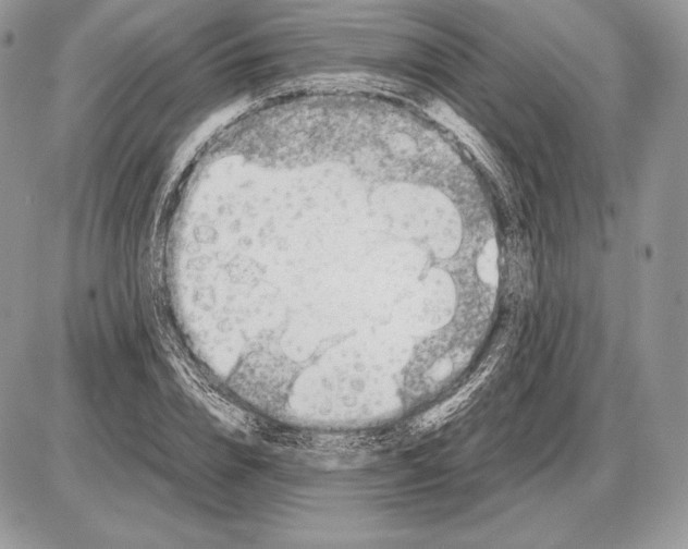 X0000085780832200704131827