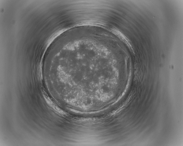 X0000085780892200704131826