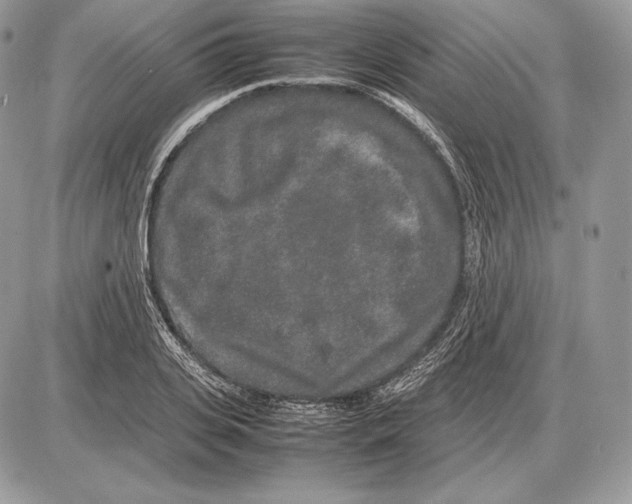 X0000085780935200704131825