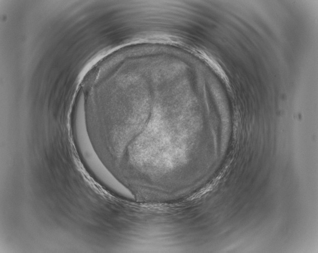 X0000085780944200704131825