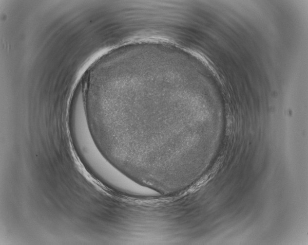 X0000085781038200704131824