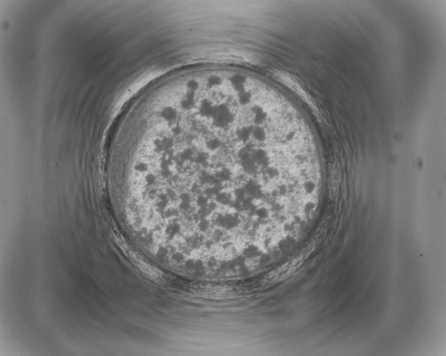 X0000085781071200704131823