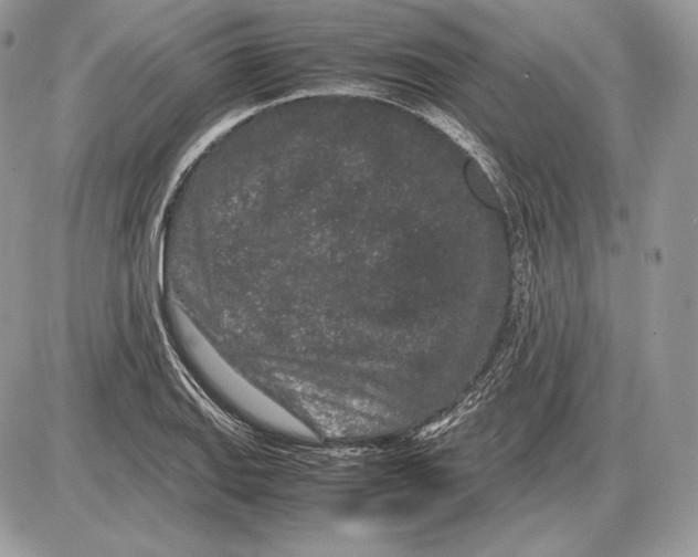 X0000085781127200704131822