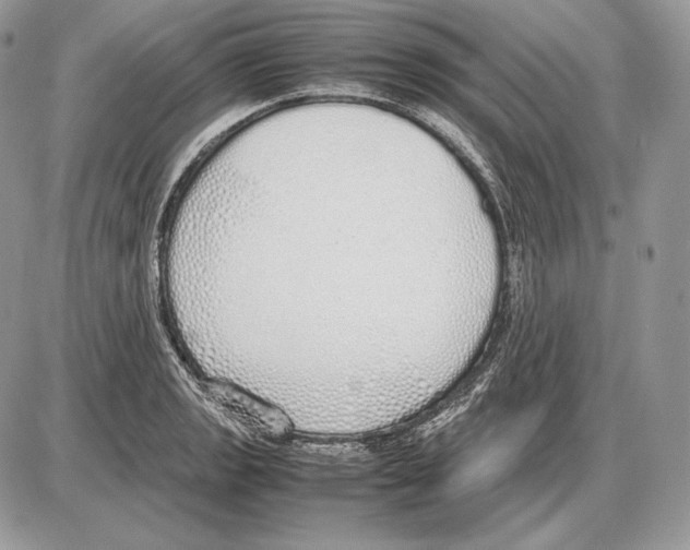 X0000085781133200704131822