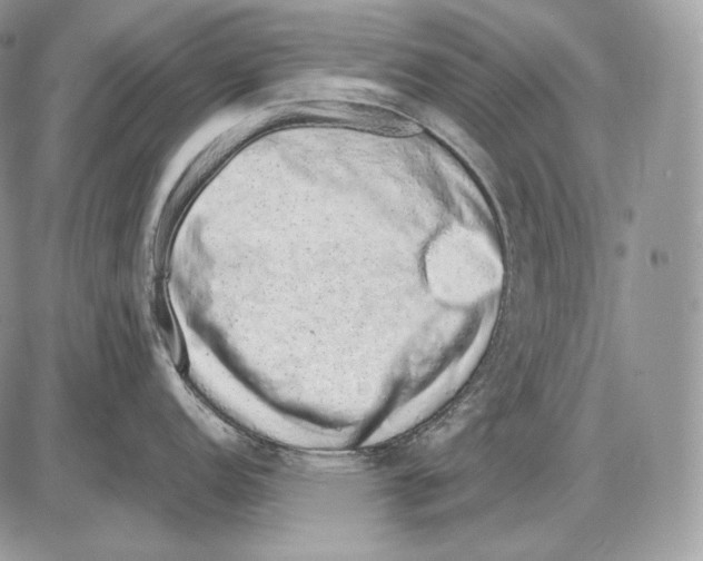 X0000085781152200704131822