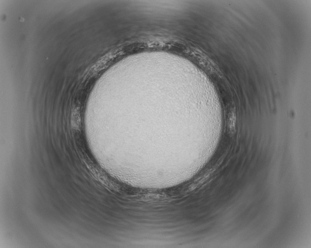 X0000085781204200704131820