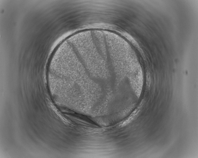 X0000085781230200704131820