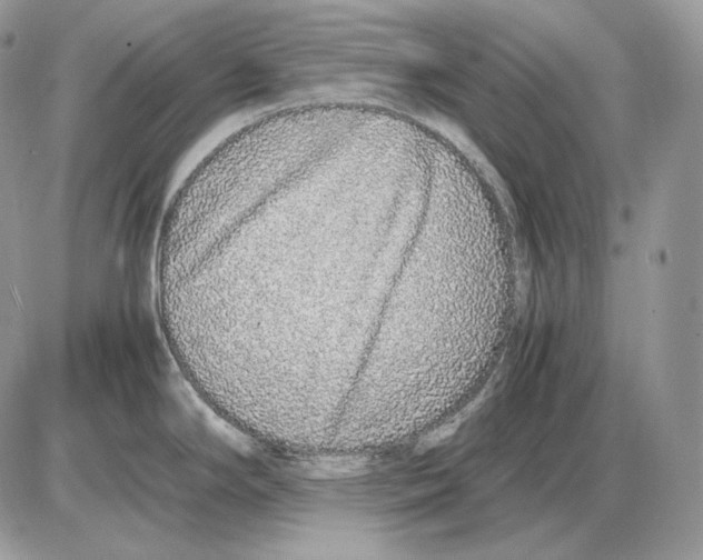 X0000085781294200704131819